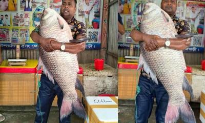 পদ্মার এক কাতল প্রায় অর্ধলক্ষ টাকায় বিক্রি