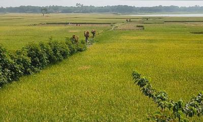 চুয়াডাঙ্গায় ৩৬ হাজার হেক্টর জমিতে বোরো ধান চাষ, বাম্পার ফলনের  আশা