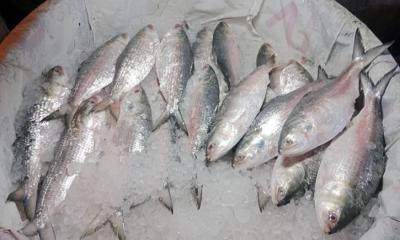 সরকারি উদ্যোগে বাড়বে ইলিশের উৎপাদন