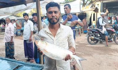 জেলের জালে আড়াই কেজির ইলিশ, সাড়ে ৯ হাজারে বিক্রি