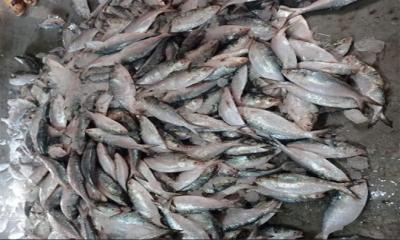 সাগরে দুই ট্রলারে ধরা ২০০ মন ইলিশ, বিক্রি অর্ধ কোটি টাকায়