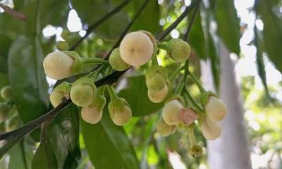 শোভা ছড়াচ্ছে জাম্বুরা গাছে সাদা রঙের ছোট ছোট ফুল