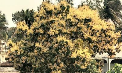 ঝালকাঠিতে গাছে গাছে শোভা পাচ্ছে আমের মুকুল