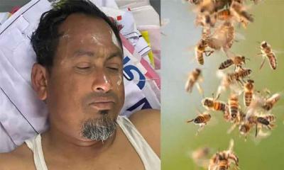 মৌমাছির আক্রমণে জামায়াতের ৩ নেতা আহত, একজনের অবস্থা গুরুতর