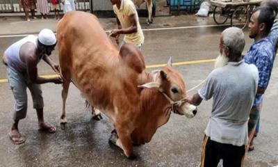 ঈদের দ্বিতীয় দিনেও চলছে পশু কোরবানি