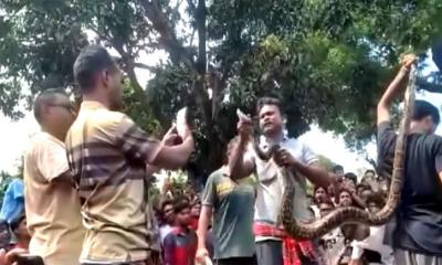 কুড়িগ্রামে গাছ থেকে ১০ ফুট দৈর্ঘ্যের অজগর উদ্ধার
