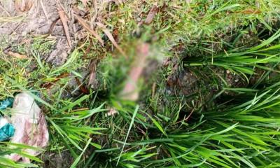 ধানের জমি থেকে মানুষের খণ্ডিত পা উদ্ধার