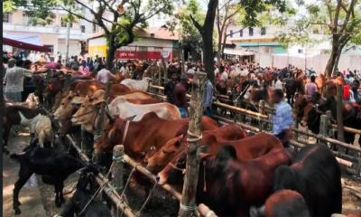 লক্ষ্মীপুরে চাহিদার তুলনায় কোরবানির পশু বেশি, প্রস্তুত ৯০টি হাট 