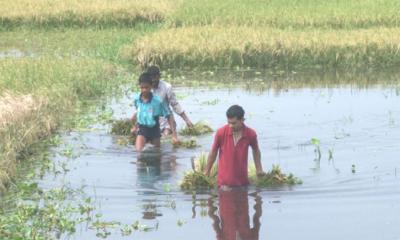 তেল ও শ্রমিক সংকটের পর ধানে এবার বৃষ্টির হানা