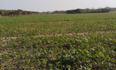 বরিশালে সয়াবিনের আবাদ বেড়েছে, রবি ফসল চাষে আগ্রহ হারাচ্ছে কৃষক