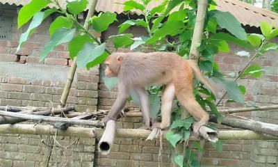 ফুলবাড়ীতে হঠাৎ বানরের দেখা, শিক্ষার্থীসহ উৎসুক জনতার ভিড়