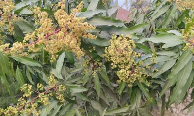 মুকুলে ছেয়ে গেছে আমের রাজধানী, বাম্পার ফলনের আশা