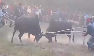 কেন্দুয়ায় ষাঁড়ের লড়াইয়ের নামে জুয়া, এমপি হিলালীর হুঁশিয়ারি