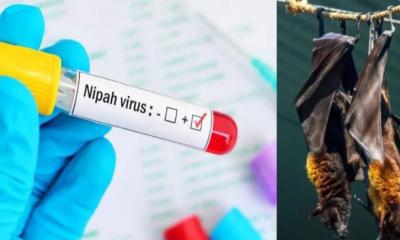 দেশের ৩৫ জেলায় ছড়িয়েছে নিপাহ ভাইরাস