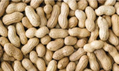বাদাম খেয়েই অ্যালার্জি থেকে রক্ষা ৬০ হাজার শিশুর