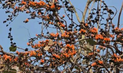 ফরিদপুর প্রেস ক্লাব চত্তরে কমলা-লাল রঙের আভা ছড়াচ্ছে পলাশ ফুল