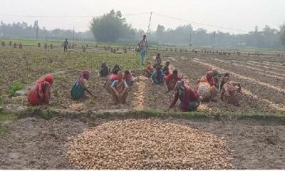 ভালো ফলনেও আলু চাষীদের বিঘাপ্রতি লোকসান ২০ হাজার টাকা