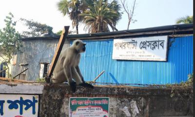 পাথরঘাটায় লোকালয়ে হনুমান, উৎসুক জনতার ভিড়