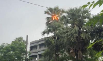 পাথরঘাটায় বজ্রপাতে তালগাছে আগুন, আতঙ্কে এলাকাবাসী