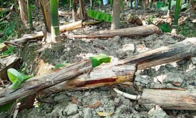 বিএনপি নেতার দুই শতাধিক কলাগাছ কেটে ফেলার অভিযোগ আ.লীগ নেতার বিরুদ্ধে
