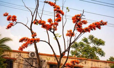 নাটোর শহরের রোড ডিভাইডারে বসন্তের আগুনরঙা হাসি