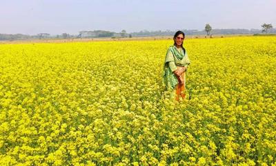 পিরোজপুরে সরিষার বাম্পার ফলন, দেড় হাজার টন তেল উৎপাদনের সম্ভাবনা 