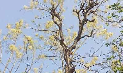 গাছে গাছে শোভা ছড়াচ্ছে প্রকৃতিতে বেড়ে ওঠা সজনে ফুল