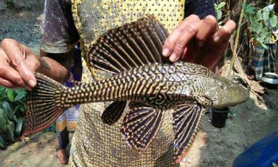 নিষিদ্ধ হলো রাক্ষুসে সাকার মাছ