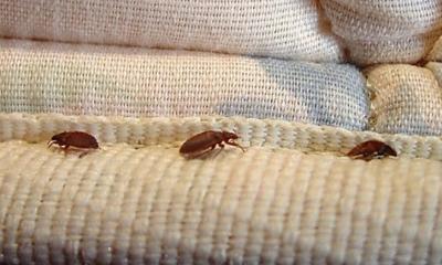 সহজে ছারপোকা তাড়ানোর উপায়