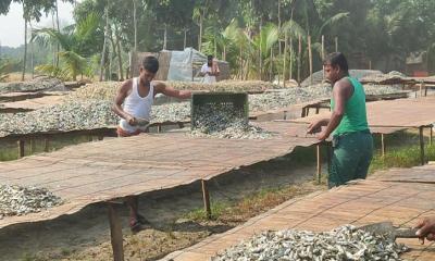 রাসায়নিকমুক্ত নড়াইলের পুঁটি শুঁটকি যাচ্ছে দেশ-বিদেশে