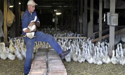 ১ লাখ হাঁস মেরে ফেলার সিদ্ধান্ত নিল নিউ ইয়র্কের স্বাস্থ্য বিভাগ