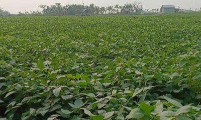 ধানের মাঠে এখন সয়াবিনে ঝুঁকছেন কৃষক, বদলে যাচ্ছে বরিশালের কৃষি