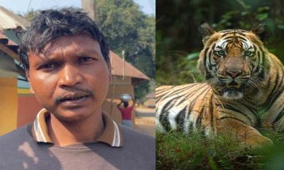 প্রেমিকাকে ‘ইম্প্রেস’ করতে  বাঘের খাঁচায় ঢুকলেন প্রেমিক!