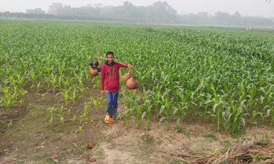 চুয়াডাঙ্গায় বাড়ছে শীত, তাপমাত্রা নামলো ১৩ ডিগ্রীতে