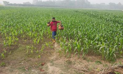 শীতে কাপছে চুয়াডাঙ্গা