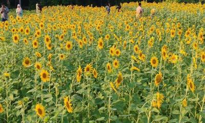 পিরোজপুরে এক হাজার হেক্টর জমিতে সূর্যমুখী চাষ, ২০ কোটি টাকা আয়ের সম্ভাবনা