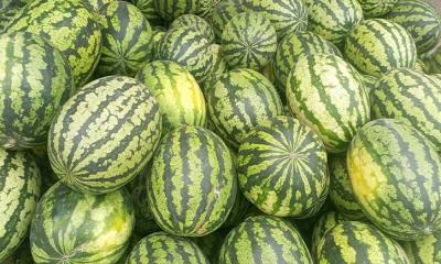 অপরিপক্ক তরমুজ চড়া দামে বিক্রি হচ্ছে