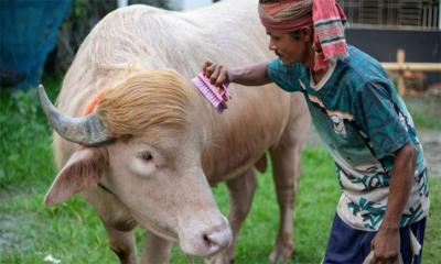 শেষ পর্যন্ত কোরবানি হচ্ছে না ‘ডোনাল্ড ট্রাম্প’