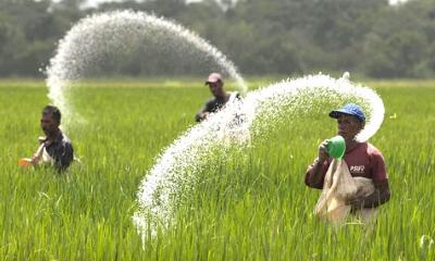 ৭০ হাজার টন ইউরিয়া সার কিনবে সরকার