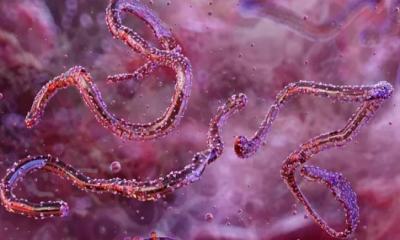 চোখ রাঙাচ্ছে নতুন প্রাণঘাতী ছোঁয়াচে ভাইরাস ‘মারবুর্গ’