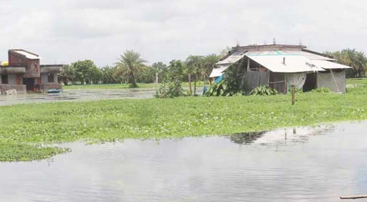 টানা বৃষ্টিতে তলিয়ে গেছে সাতক্ষীরার নিম্নাঞ্চল
