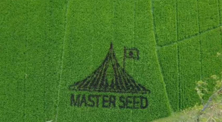 ধানক্ষেতে স্মৃতিসৌধের নকশা ফুটালেন স্কুল শিক্ষক