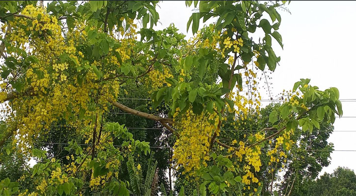 অপরূপ শোভা ছড়াচ্ছে সোনালু ফুল