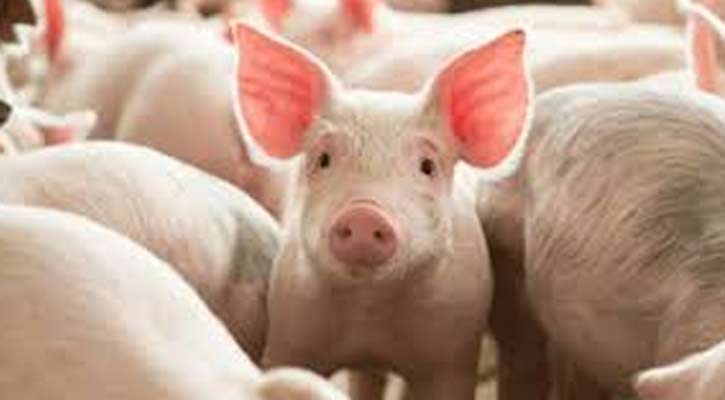 বিশ্বে প্রথমবারের মতো মানবদেহে শূকরের ফুসফুস প্রতিস্থাপন