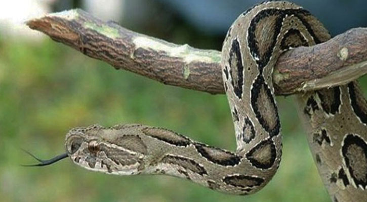 রাসেল ভাইপার কামড় দিলে যা করণীয়