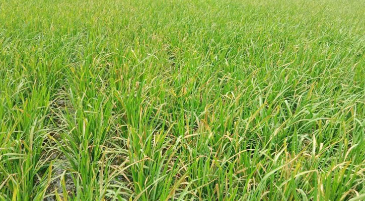 তাড়াশে আগাছানাশক ওষুধে পুড়ে যাচ্ছে ধানগাছ​​​​​​​
