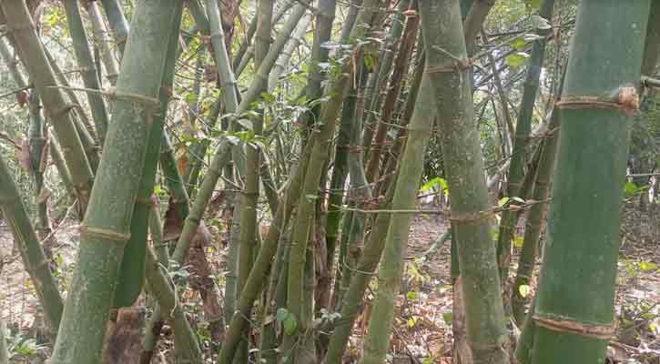 গ্রাম-বাংলা থেকে হারিয়ে যাচ্ছে বাঁশঝাড়