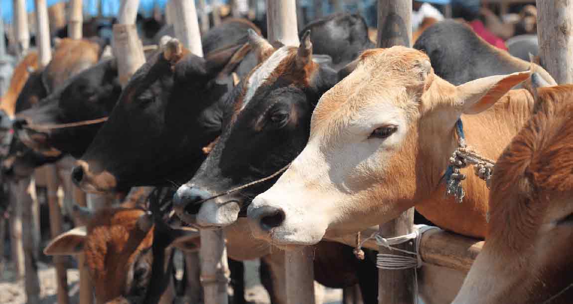 কোরবানি পশুর অবৈধ হাট বন্ধে ডিএনসিসির উদ্যোগ