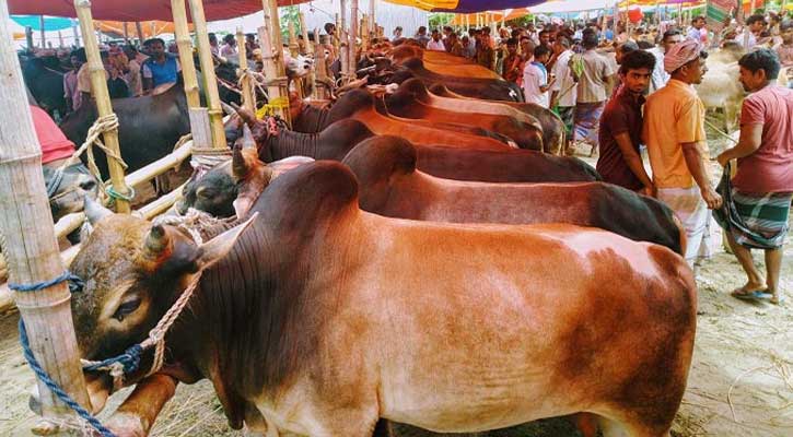 চাহিদার চেয়ে পশু বেশি, দামও বেশি