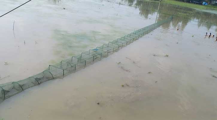 ভয়ংকর চায়না দুয়ারির ফাঁদে অস্তিত্ব সংকটে চলনবিলের দেশিয় মাছ